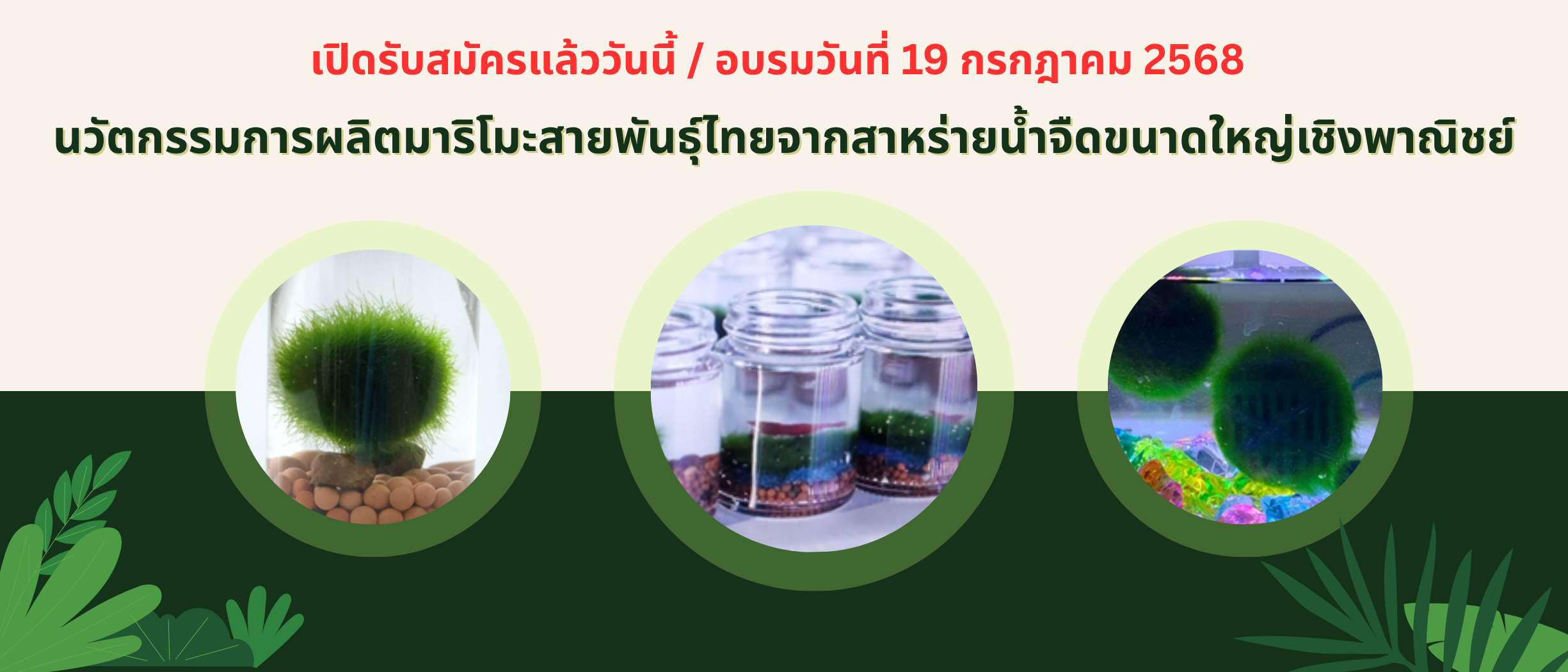 เปิดรับสมัคร หลักสูตรนวัตกรรมการผลิตมาริโมะสายพันธุ์ไทยจากสาหร่ายน้ำจืดขนาดใหญ่เชิงพาณิชย์